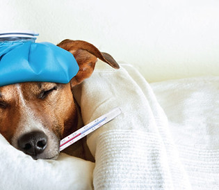 blog-dog-flu-civ.jpeg