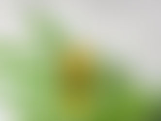 트럼프, 대마초 규제완화. 헤로인과 같은 1급에서 3급으로 하향 조정