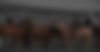 branding dana logan shawn sonnie heather colby pat gartner horses_edited.jpg