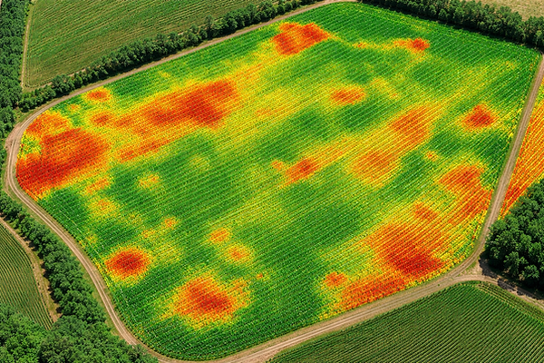 NDVI.png