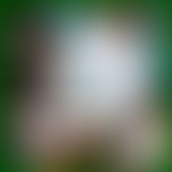 Episode 5: Mystery Jets