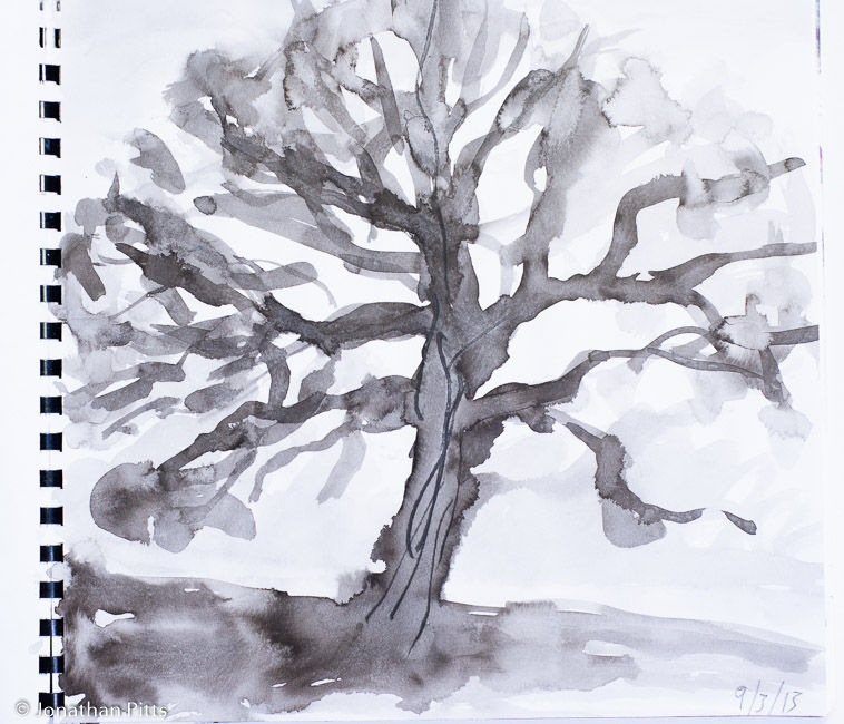 Jonathan Pitts ink sketch, Runnymede Oak tree