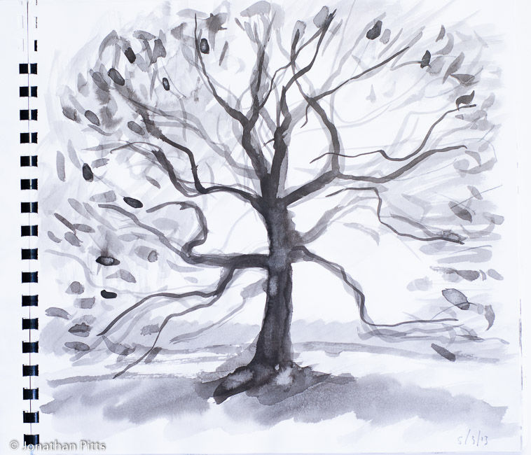 Jonathan Pitts ink sketch, Runnymede Oak tree