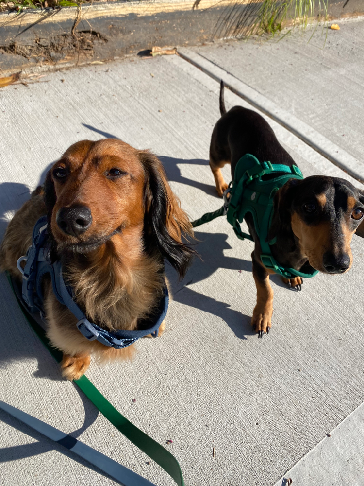 Two dachshunds walking together, showing emotional support – an example of how walking with a calm companion helps anxious dogs.