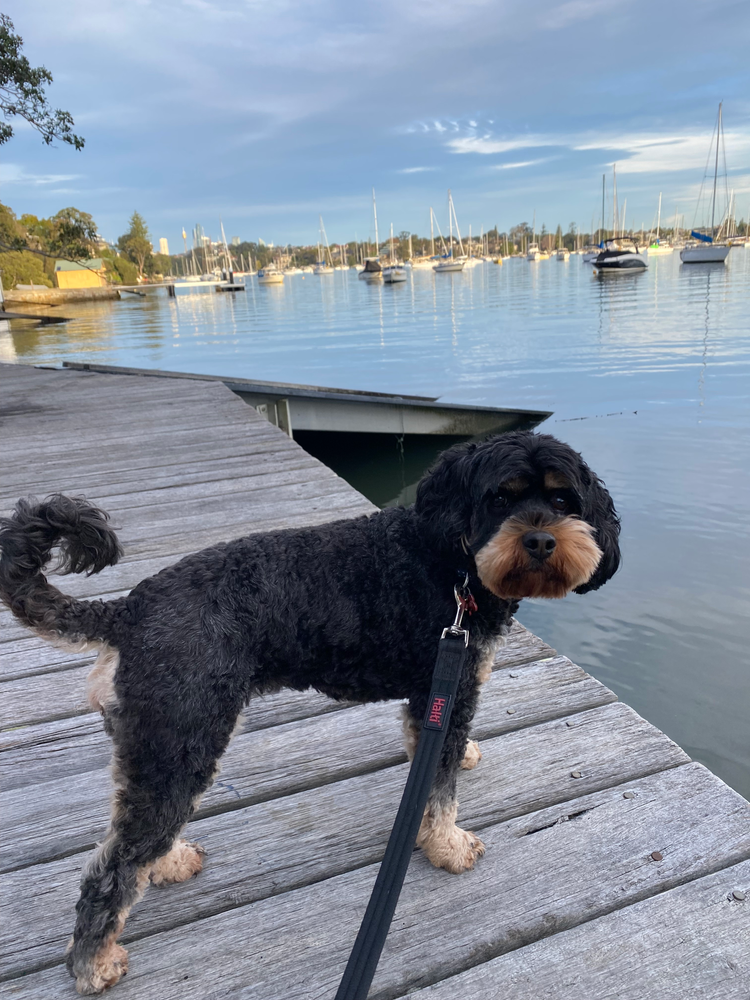 Black Cavoodle standing by the water on leash, looking scared – an example of a dog's anxiety during outdoor walks.