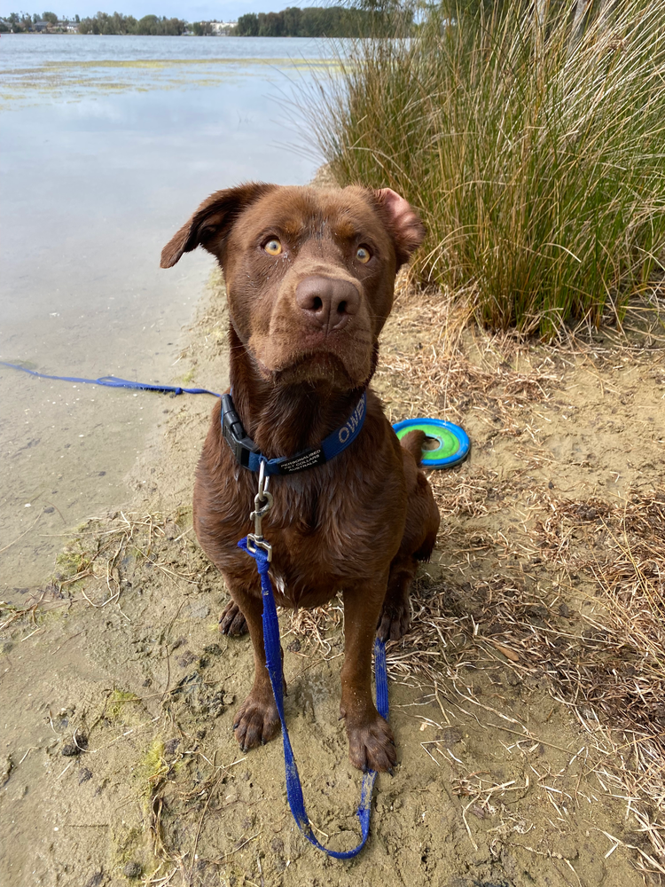 A brown dog on leash at a quiet lagoon, showcasing peaceful walking environments for anxious dogs.