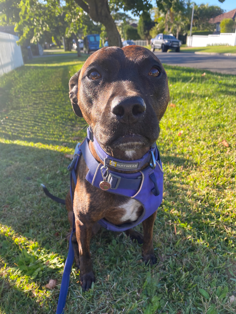 Brown staffy looking anxious before going on her walk – demonstrating common signs of anxiety in dogs.