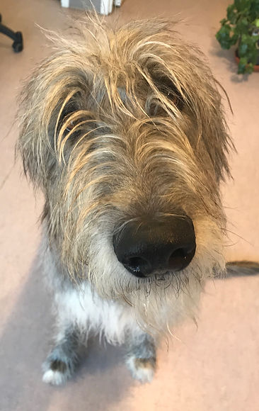 Fergus.jpeg
