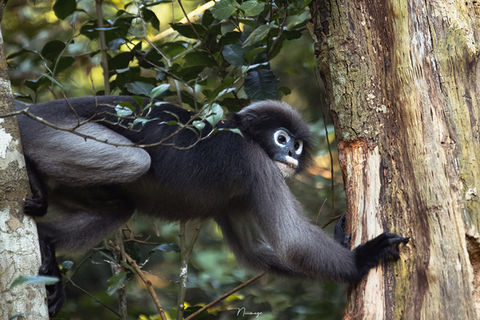 Dusky leaf monkey