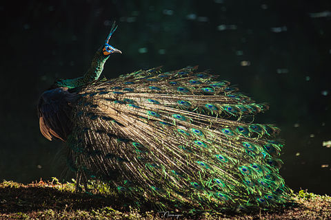 Green Peafowl