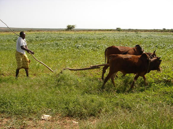 Somalia's agricultural industry is crumbling without any customers, domestic or foreign (Photo Credit: Mohamed Abdiwahab/AFP)