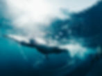 un nageur sous l'eau avec une combinaison, eau transparente