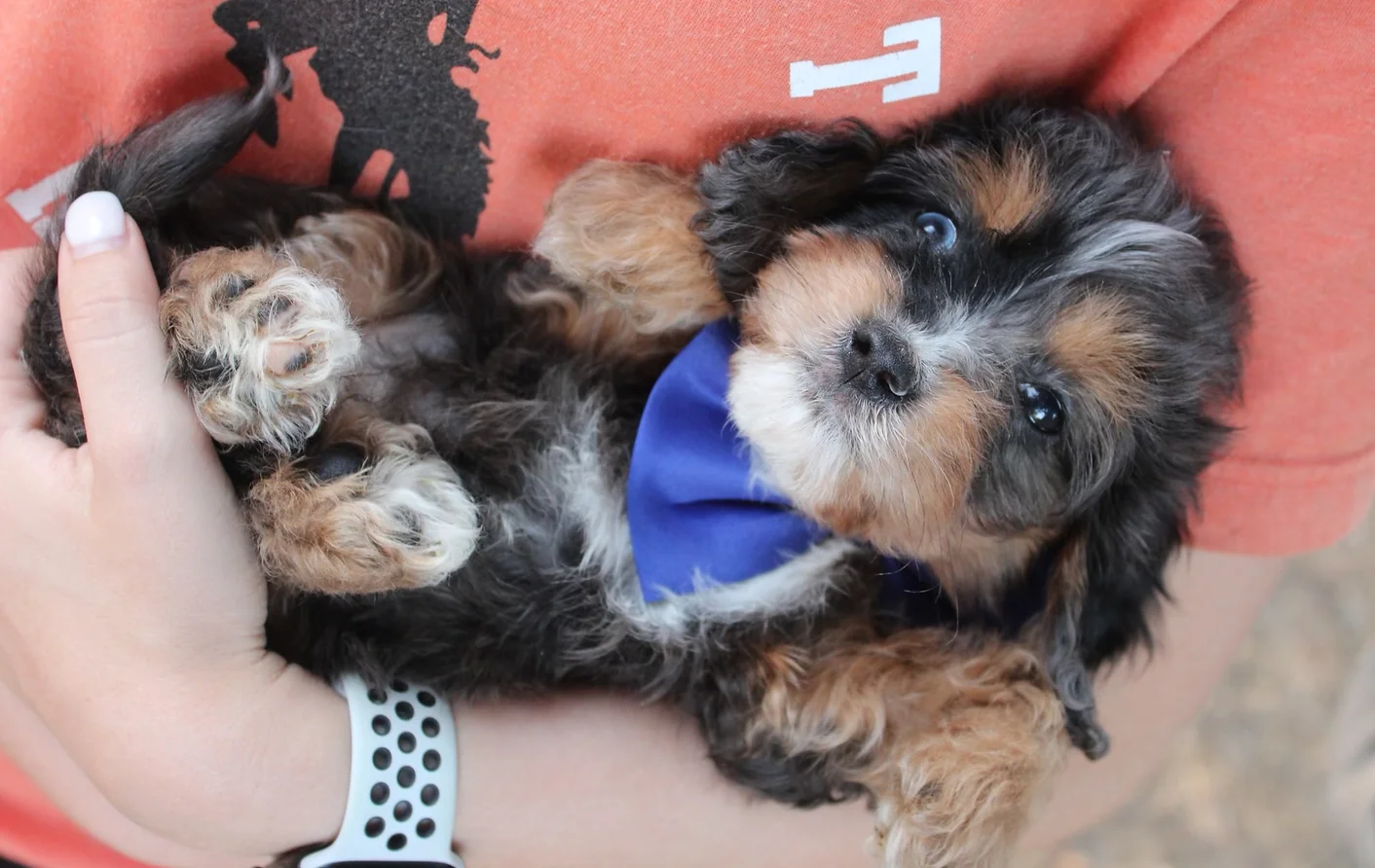 Male Merle Cavapoo laying down.webp