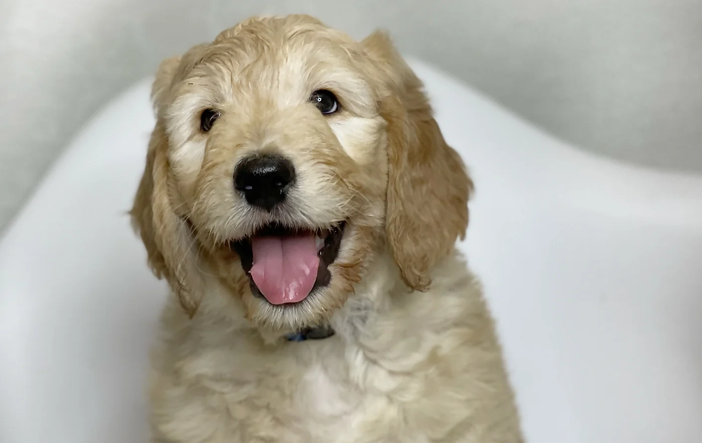 winnie smiling goldendoodle_JPG.webp