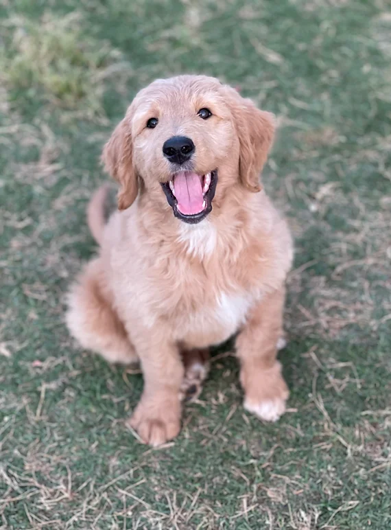 Chewy goldendoodle puppy.webp