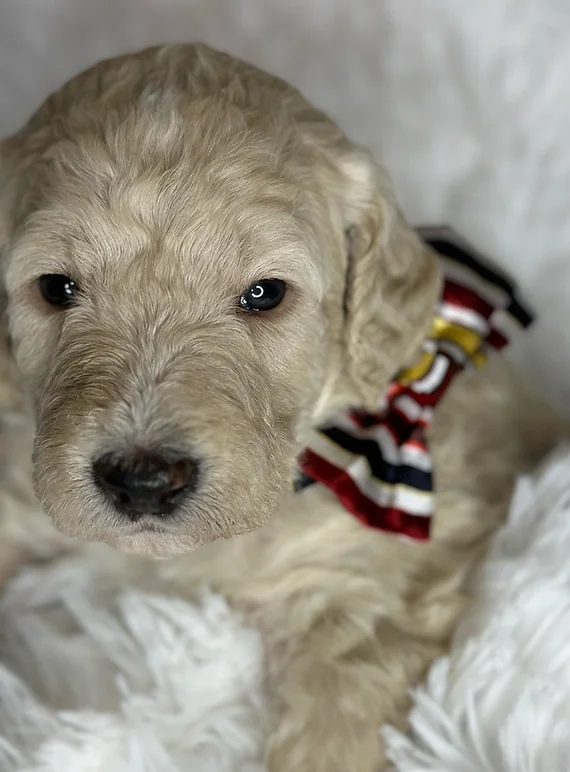 Male Standard Labradoodle cream with bow.webp
