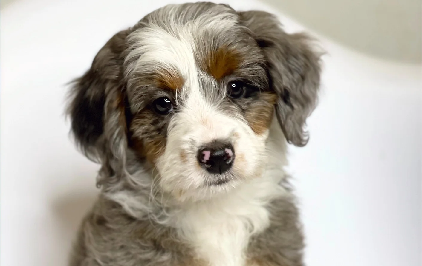merle aussiedoodle puppy.webp