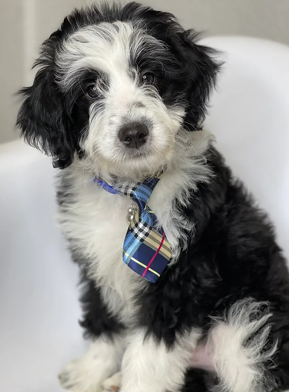 Cooper Aussiedoodle black and white with tie.webp