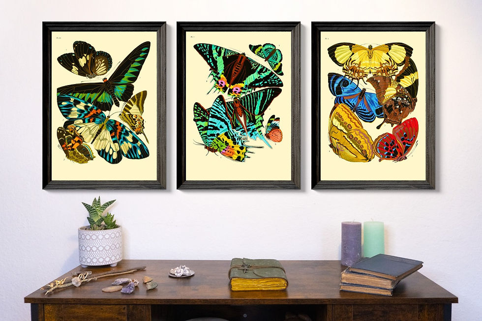 Beautiful Vibrant Vintage Butterfly Illustrations High Quality Wall Art Print