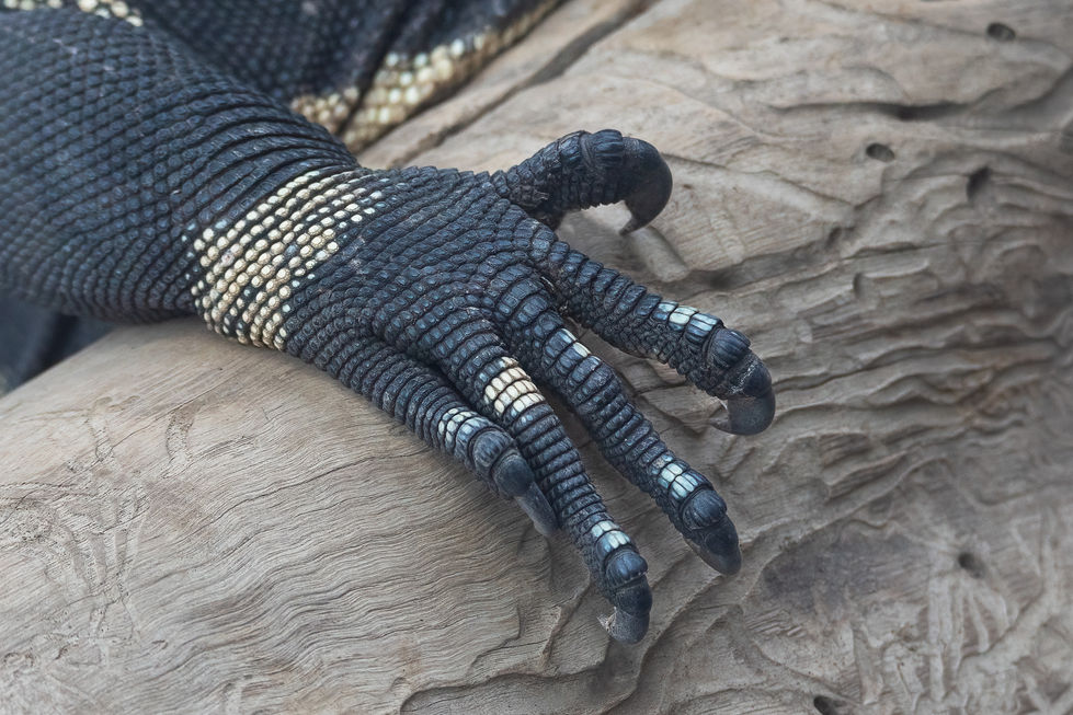 Close up image of Monitor Lizard claws