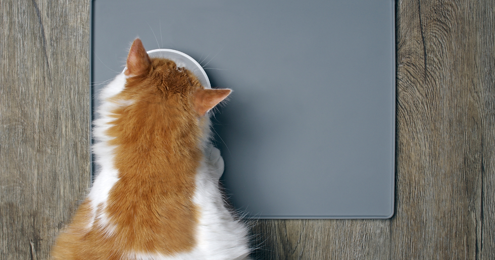 食べ過ぎによる肥満。運動不足。間違ったサプリメント使用。