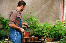 Plant Selection