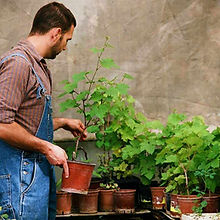 Plant Selection