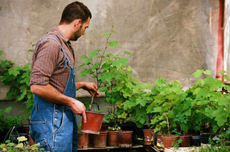 Where can I grow my own food? | Living in Wellness GAPS Gardening