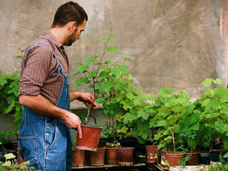 Where can I grow my own food? | Living in Wellness GAPS Gardening