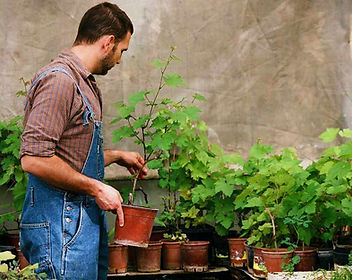 Plant Selection