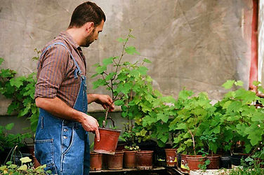 Plant Selection 