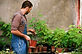 Get a drip sprinkler system