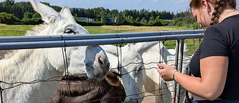 Maintenance Co-op Jordin Donkey Visit.jpg
