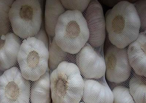 White Garlic romalimited