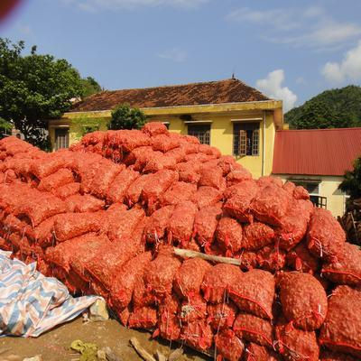 Ginger 150gm romalimited