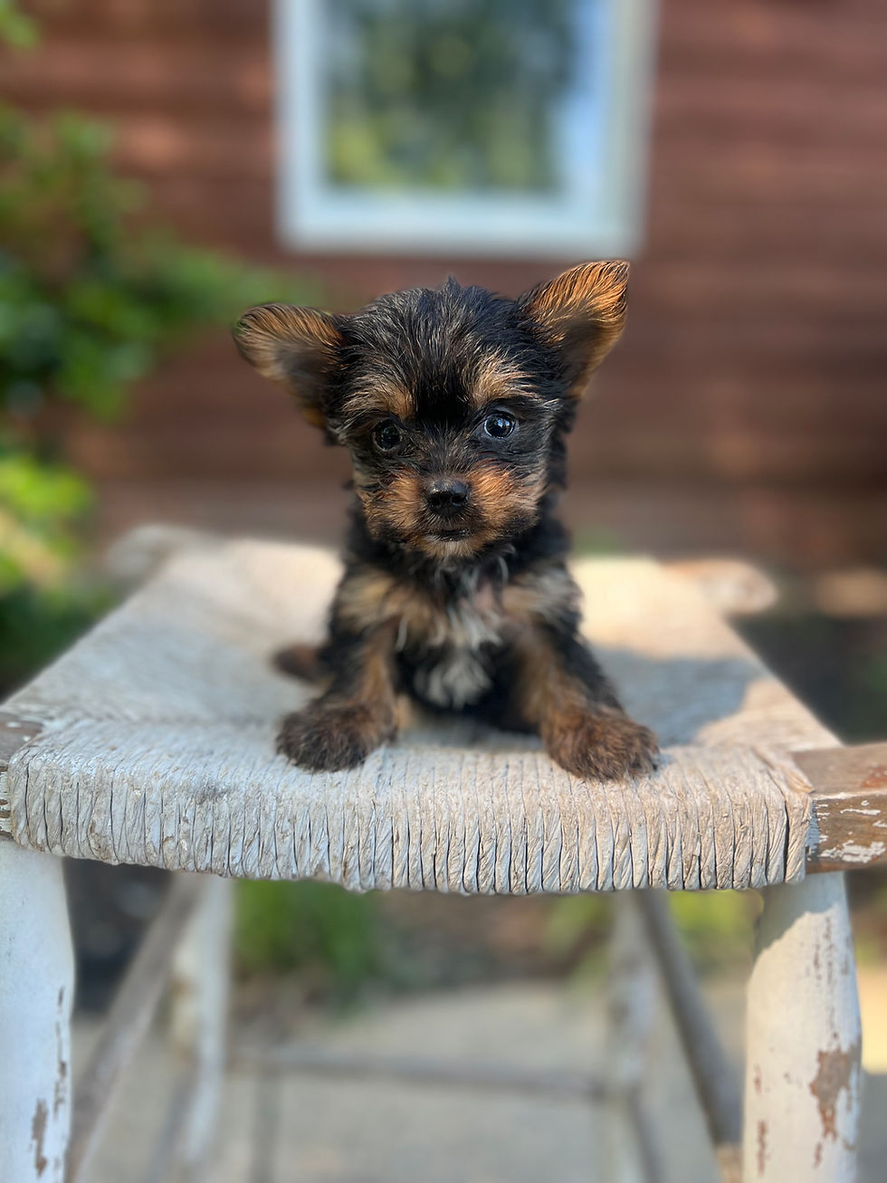 Tiny Male Yorkie 