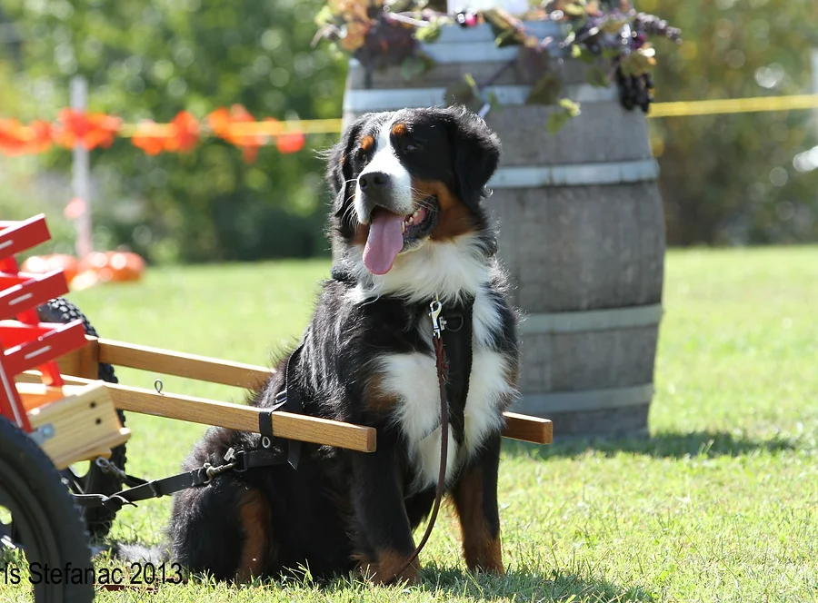 Blue Ribbon Dogs Home | Blue Ribbon Acres