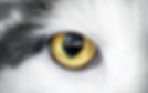 POUNCE Images (1).jpg