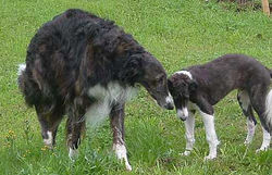 Chaco and baby River