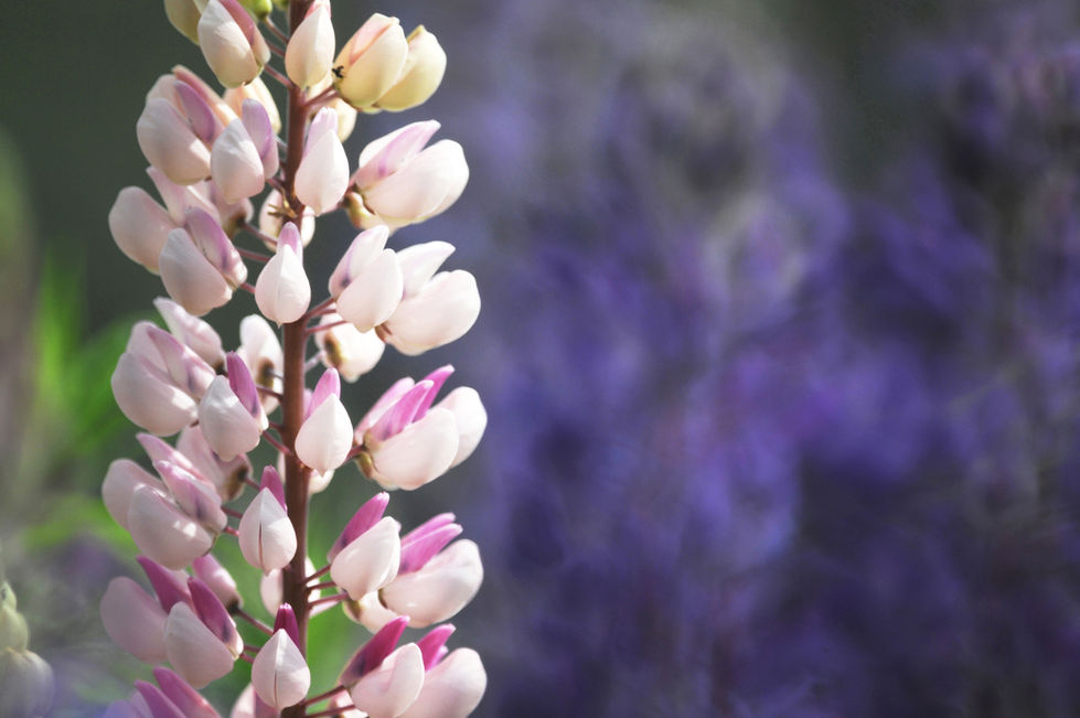 Classic Vintage Pink and Purple Lupins, Canvas or Paper Print -0042