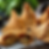 VEGGIE SAMOSA PLATE