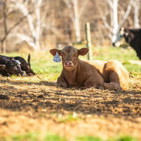 IVF vs. Conventional Embryo Flush in Cattle: A Closer Look at Conception Rates