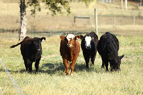 weaned calves