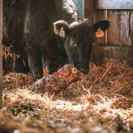 Preparing for Calving: What You Need on Hand & How to Be Ready