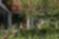 c0d3eb_a9aceb8a48e44525aca3b7dbf27bf56f~mv2.webp
