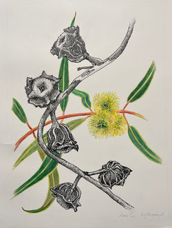 Eucalyptus Erythrocorys - Red capped gum