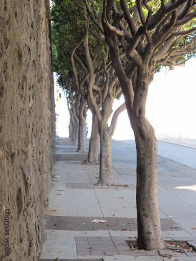 tree.jpg