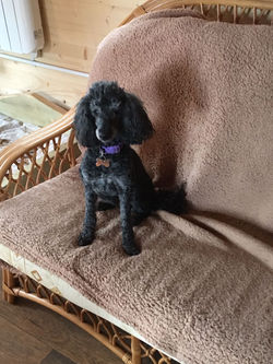 Comfy Dog Sofas