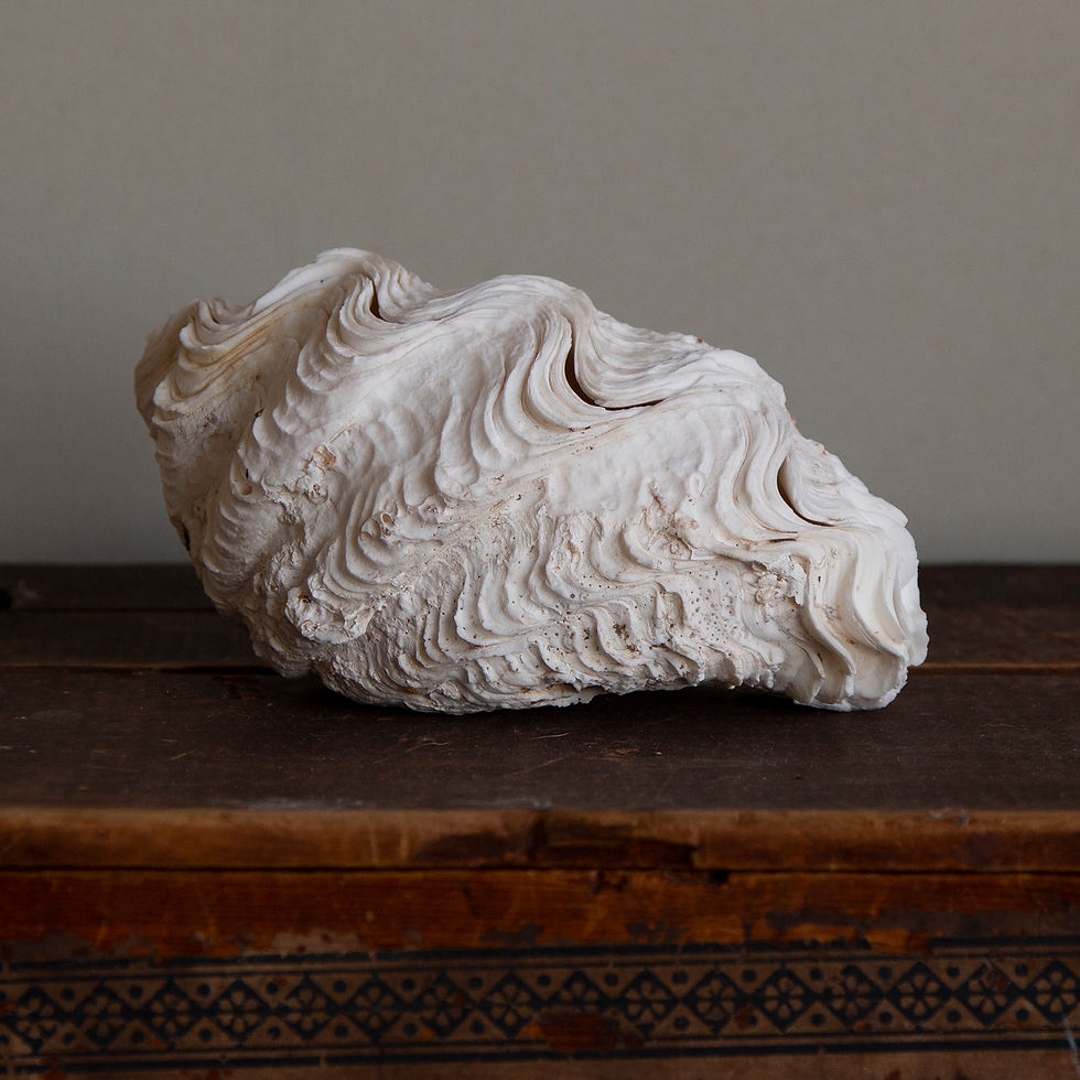 Sea Shells | Merchants Of The Sea | Vintage Shells