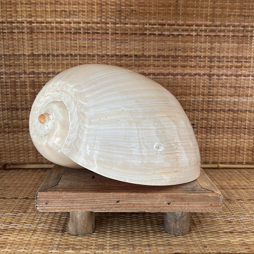 Thumbnail: Large Polished Shell